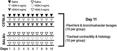 Smooth Muscle Hypocontractility and Airway Normoresponsiveness in a Mouse Model of Pulmonary Allergic Inflammation